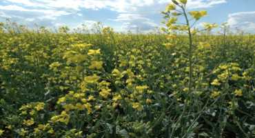 NDSU Extension Offers Canola Production Information