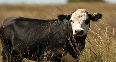 The Skinny on Cow Weight Maintenance and Forage Intake, Courtesy of OSU Animal Scientists