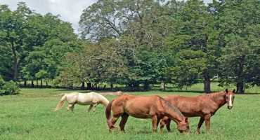 New Biosecurity & Interstate Transportation Requirements for Horses in July