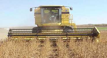 China Agrees to Buy More US Soybeans- American Soybean Association Says Piecemeal Purchases Not Enough