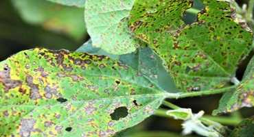 Fungicide-Resistant Frogeye Leaf Spot Fungus Confirmed in South Dakota Soybean