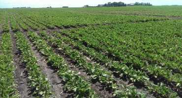 Should Sugarbeet Farmers Apply Micronutrients and Secondary Macronutrients?