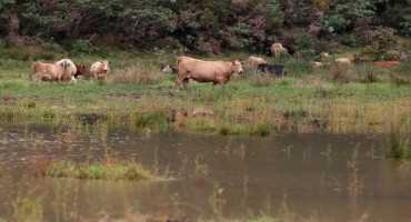 Nutrition Guidelines for Livestock During Flooding