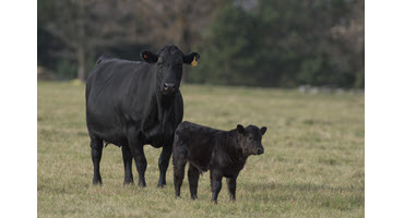 Cow-calf producers needed for new study