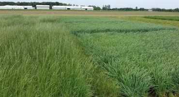 2018 Michigan Forage Variety Test Report now available