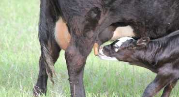 The Importance of Colostrum to the Newborn Calf