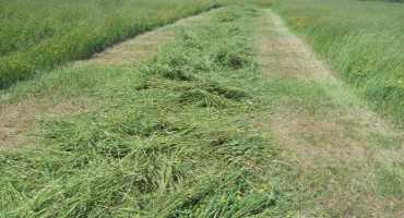 Tips on Quality Hay and Pasture for Beginning Farmers: Part 1 - Quality