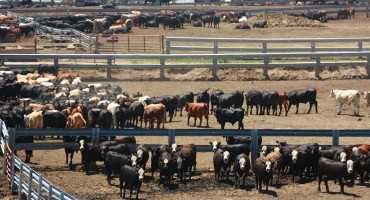 Update on the Cattle Cycle: What’s Next?