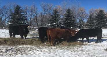 Feeding Cattle Extra Reduces Hay Stocks