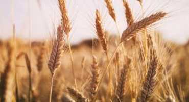 Healing Grain: Scientists Develop New Wheat that Fights Celiac Disease