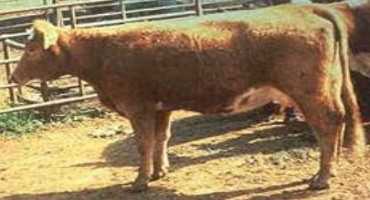 Early Spring Nutritional Challenges of Spring-Calving Cows