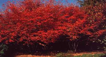 Three-Season Interest With Serviceberry in Your Landscape