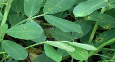 N.C. Peanut Farmers: Look Out for Leaf Spot in 2019