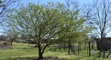 Mayhaw – a Native Fruit Tree Worth Considering for Niche Markets