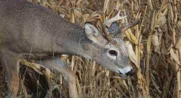 How to Keep Your Crop Field from Becoming a Wildlife Food Plot