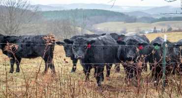Livestock Health After Severe Weather
