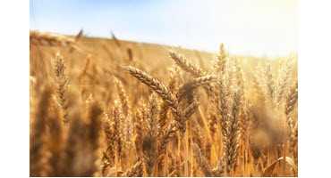 Feds invest in Canadian wheat industry