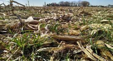 How Does Cover Crop Planting Date Affect Soil’s Susceptibility to Water Erosion?