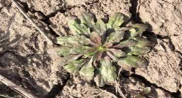 Spring Burndown Treatments for Winter Annual Weeds