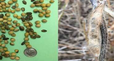 Late Season Rains Impacted Seed Quality