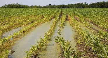 Crop and Pastureland Recovery After a Flood