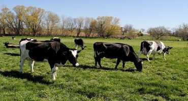 It’s Time to Make Plans for Pasture Management