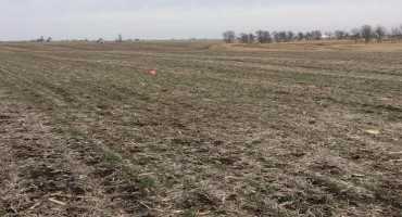 Spring Cover Crop Termination