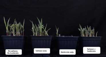 Natural Plant Defense Genes Provide Clues to Safener Protection in Grain Sorghum