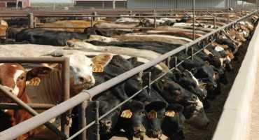 If Analysts Have it Right, USDA's March On Feed Report May Show First Inventory Decline in Years