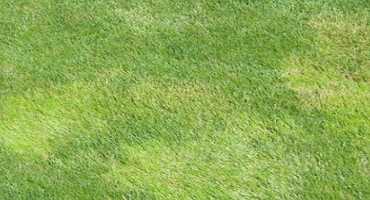 Roughstalk Bluegrass: a Cool Season Perennial Grass
