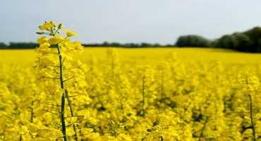 Canola Seed Shipments To China Remain A Concern