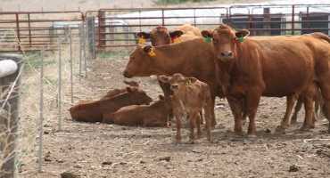 Summer Dry Lot Feeding of Cow-Calf Pairs – A Producer’s Perspective