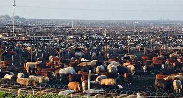 Multitude of Issues Culminate in Spring Cattle Market Leaving Long Term Outlook Uncertain