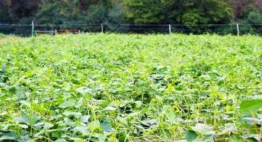 Cover Crops That Take the Heat