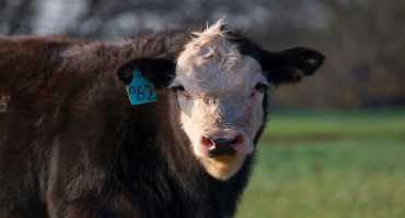 Spring-Calving Beef Herds Face Nutritional Challenges