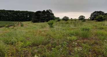 Michigan Pollinator Project Surveys Planted Habitats