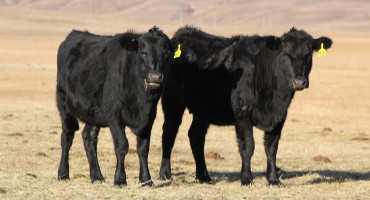 Importance of Cow Nutrition from Calving through Breeding