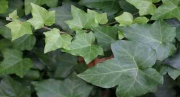 Controlling English Ivy in Urban Landscapes