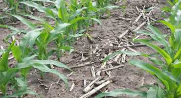 Updates to Corn Nitrogen Guidelines in Minnesota