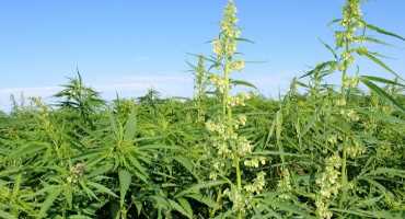 Farmers Should Have Plan in Place Before Planting Industrial Hemp