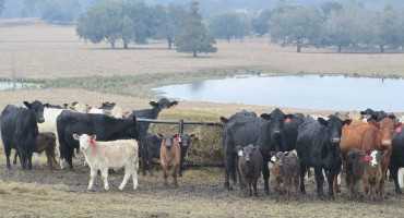 Winter Feeding Your Cowherd – Those Girls are Expensive