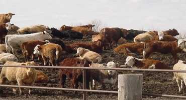 Mud and Lameness in Beef Cattle
