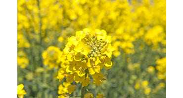 Resolving the canola issue with China