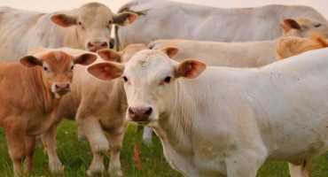 New Tax Deduction For Cattle Producers