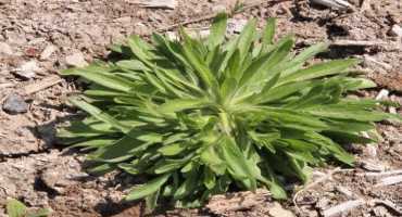 Marestail / Horseweed