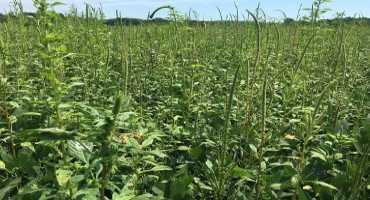 Waiting for Spring? There is Plenty of Time to Learn More About Palmer Amaranth