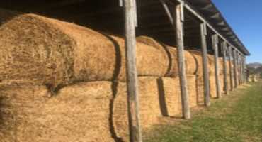 Don't Get Robbed by Hay Storage Losses