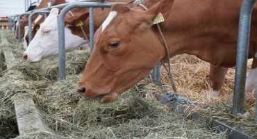Michigan Hay Sellers List Helps Buyers Locate Scarce Hay
