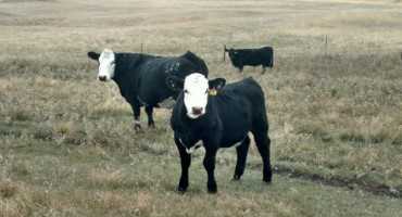 Consider Alternatives to Early Grazing
