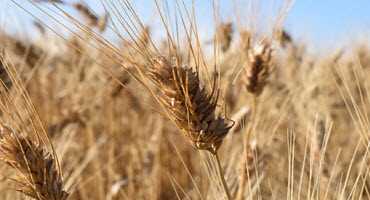 Scientists decode durum wheat genome